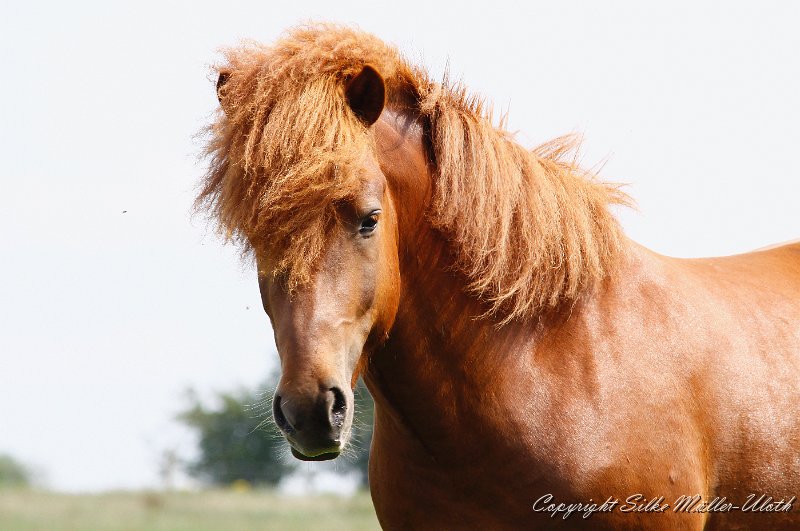 Dreyri (4)a.jpg - Dreyri von Heidmoor - Junghengst